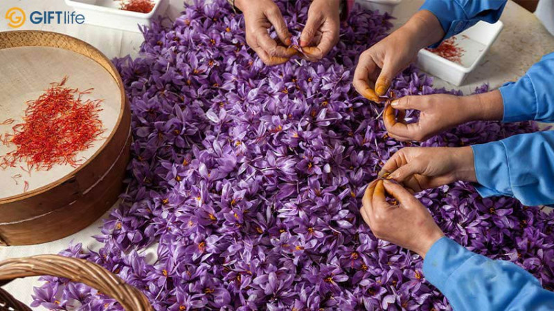 Giftlife Company introduces high-class Saffron products